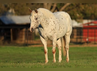 Appaloosa, Wałach, 10 lat, 155 cm, Cisawa