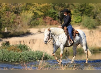 Appaloosa, Wałach, 10 lat, 155 cm, Cisawa