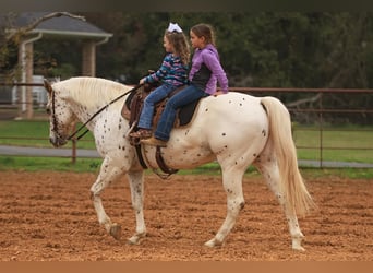 Appaloosa, Wałach, 10 lat, 155 cm, Cisawa