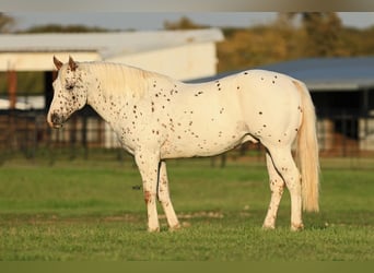 Appaloosa, Wałach, 10 lat, 155 cm, Cisawa