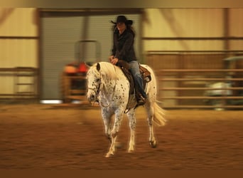 Appaloosa, Wałach, 10 lat, 155 cm, Cisawa