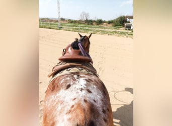 Appaloosa Mix, Wałach, 10 lat, 160 cm, Gniadodereszowata