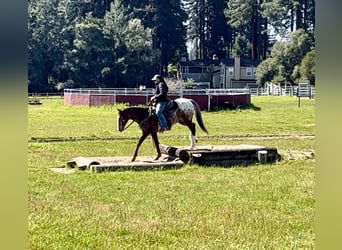 Appaloosa, Wałach, 12 lat, Ciemnokasztanowata