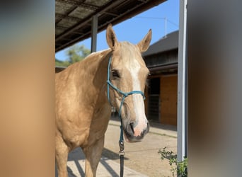 Appaloosa, Wałach, 14 lat, 165 cm, Izabelowata