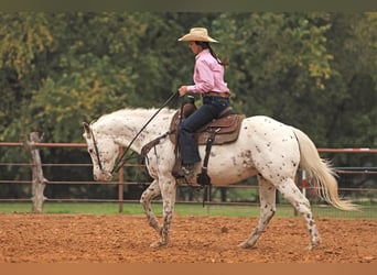 Appaloosa, Wałach, 15 lat, 160 cm