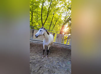 Appaloosa Mix, Wałach, 17 lat, 150 cm, Siwa w hreczce