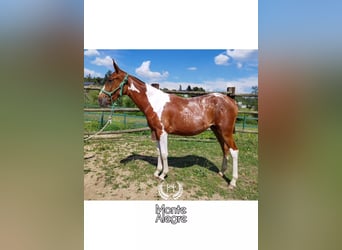 Appaloosa Mix, Wałach, 1 Rok, 145 cm, Srokata