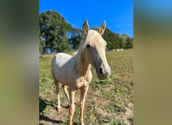 Appaloosa, Wałach, 1 Rok, Izabelowata