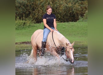 Appaloosa, Wałach, 3 lat, 155 cm, Izabelowata