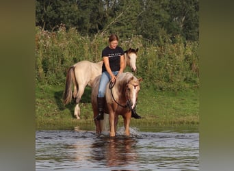 Appaloosa, Wałach, 3 lat, 155 cm, Izabelowata