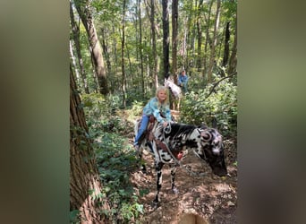 Appaloosa, Wałach, 4 lat, 152 cm, Tarantowata