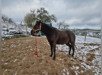 Appaloosa, Wałach, 4 lat, 155 cm, Gniada