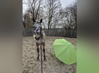 Appaloosa Mix, Wałach, 4 lat, 156 cm, Tarantowata