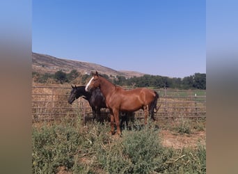 Appaloosa Mix, Wałach, 4 lat, 160 cm, Jelenia