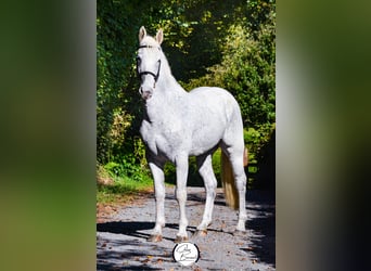 Appaloosa, Wałach, 4 lat, 160 cm, Siwa w hreczce