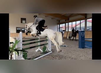 Appaloosa, Wałach, 6 lat, 148 cm, Siwa