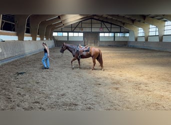 Appaloosa, Wałach, 6 lat, 155 cm, Kasztanowata