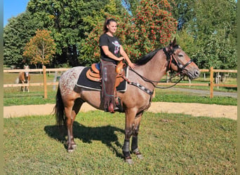 Appaloosa, Wałach, 6 lat, 156 cm, Tarantowata