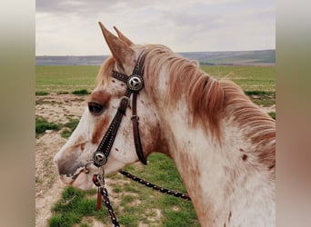 Appaloosa Mix, Wałach, 6 lat, 160 cm, Kasztanowatodereszowata