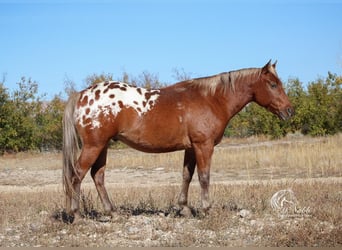 Appaloosa, Wałach, 7 lat, 142 cm, Gniada