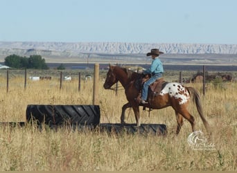 Appaloosa, Wałach, 7 lat, 142 cm, Gniada