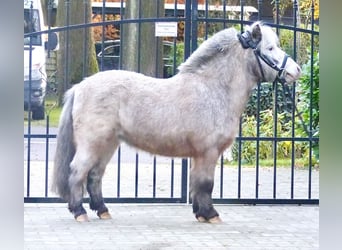 Appaloosa, Wałach, 8 lat, 100 cm, Srokata