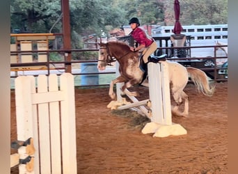 Appaloosa, Wałach, 8 lat, 135 cm, Kasztanowatodereszowata