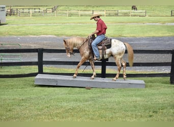 Appaloosa, Wałach, 9 lat, 145 cm, Gniadodereszowata