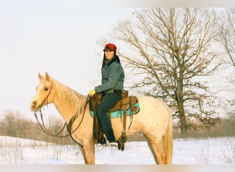 Appaloosa, Wallach, 10 Jahre, 142 cm, Palomino