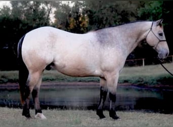 Appaloosa, Wallach, 10 Jahre, 147 cm, Buckskin