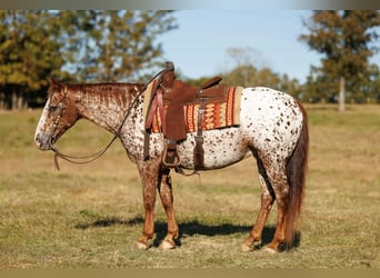 Appaloosa, Wallach, 10 Jahre, 147 cm, Dunkelfuchs