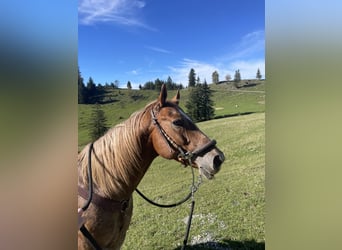 Appaloosa, Wallach, 10 Jahre, 150 cm, Kann Schimmel werden