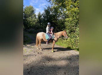Appaloosa, Wallach, 10 Jahre, 150 cm, Kann Schimmel werden