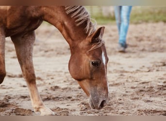 Appaloosa, Wallach, 10 Jahre, 150 cm, Kann Schimmel werden
