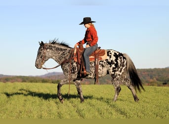 Appaloosa, Wallach, 10 Jahre, 150 cm, Tigerschecke Appaloosa, Wallach, 10 Jahre, 150 cm, Tigerschecke