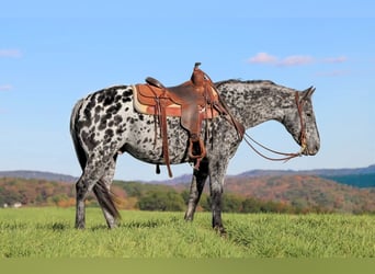 Appaloosa, Wallach, 10 Jahre, 150 cm, Tigerschecke Appaloosa, Wallach, 10 Jahre, 150 cm, Tigerschecke