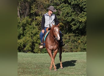 Appaloosa, Wallach, 10 Jahre, 152 cm, Dunkelfuchs