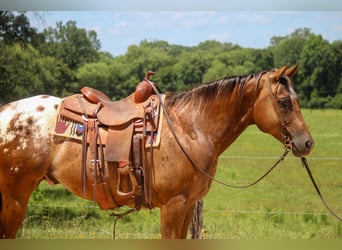 Appaloosa, Wallach, 10 Jahre, 152 cm, Dunkelfuchs