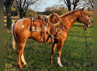 Appaloosa, Wallach, 10 Jahre, 155 cm, Dunkelfuchs