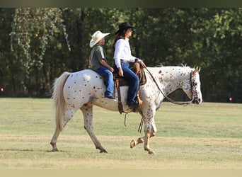Appaloosa, Wallach, 10 Jahre, 155 cm, Rotfuchs
