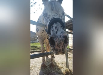 Appaloosa, Wallach, 10 Jahre, 155 cm, Schecke