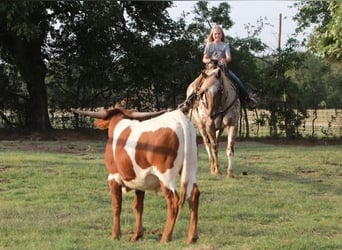 Appaloosa, Wallach, 10 Jahre, 160 cm, Fuchs