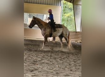 Appaloosa, Wallach, 10 Jahre, 160 cm, Fuchs