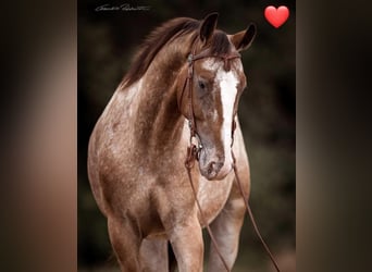 Appaloosa Mix, Wallach, 10 Jahre, 160 cm, Tigerschecke