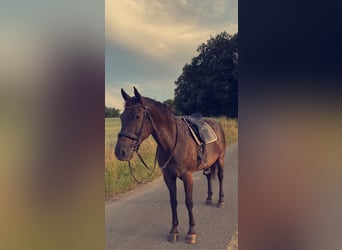 Appaloosa, Wallach, 10 Jahre, 163 cm, Rappe