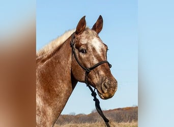 Appaloosa, Wallach, 10 Jahre, Rotfuchs