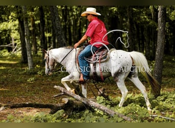 Appaloosa, Wallach, 11 Jahre, 132 cm, Tigerschecke