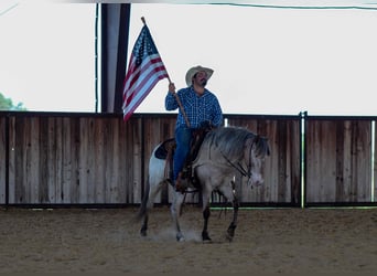Appaloosa, Wallach, 11 Jahre, 140 cm, Roan-Bay