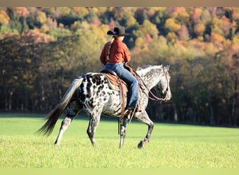 Appaloosa, Wallach, 11 Jahre, 150 cm, Tigerschecke