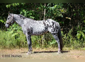 Appaloosa, Wallach, 11 Jahre, 150 cm, Tigerschecke